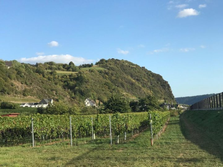 Weingerge bei Hammerstein